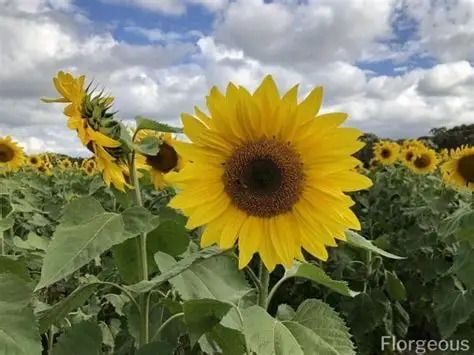 <p>Helianthus annuus</p>