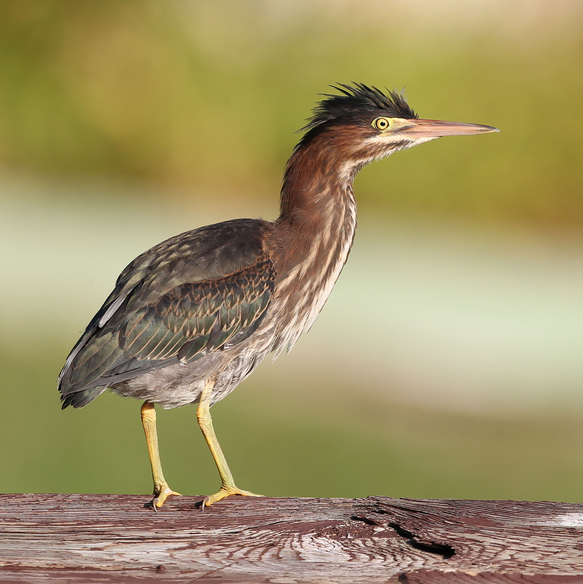 <p>What bird is this?</p>