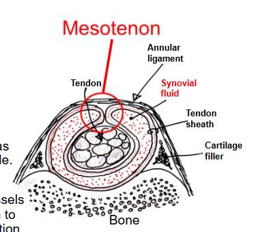 <ul><li><p>can be inflamed by repeated movements/strains e.g. tendonitis/tenosynovitis</p></li></ul><p>note: blood supply in sheathed tendons is conveyed by the mesotenon n.v.b.</p><ul><li><p>Tendon healing w/in a sheath will be delayed as only the internal tendon blood supply is available</p></li><li><p>If the tendon sheath is torn, healing will be accelerated (vessels have easier access) but may lead to adhesions which impair gliding functionD</p></li></ul><p></p>