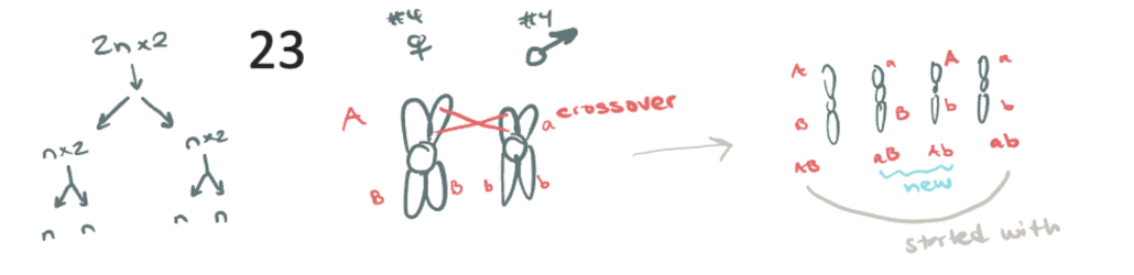 <p>ONE Diploid cell (2n) undergoes replication</p><p>Chromosomes not replicated, but split</p><p>TWO habloid cells (2xn) are yeilded</p><ul><li><p>½ as many chrom. per cell —&gt; (n)</p></li></ul><p>crossover events occur</p>