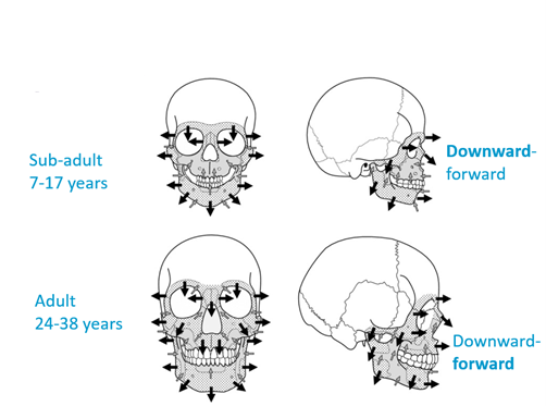 downwards and forwards