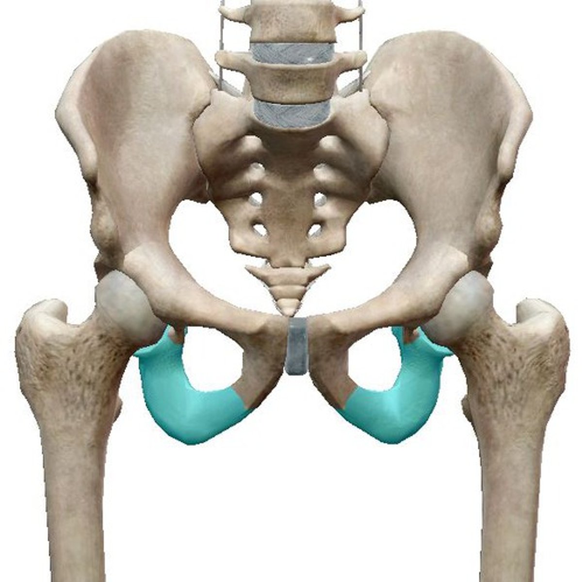 <p>- strongest, lowermost</p><p>- includes ishial tuberosity which you sit on</p>