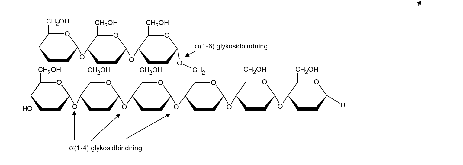 <p><strong>Branching</strong>: katalyserar a1-6 glykosidbindningar. </p><p><strong>Debranching</strong>: bryter ner a1-6 glykosidbindningar. </p><p>Glykogensyntas adderar ca 10 glukosmolekyler inna det sker en branch. </p>