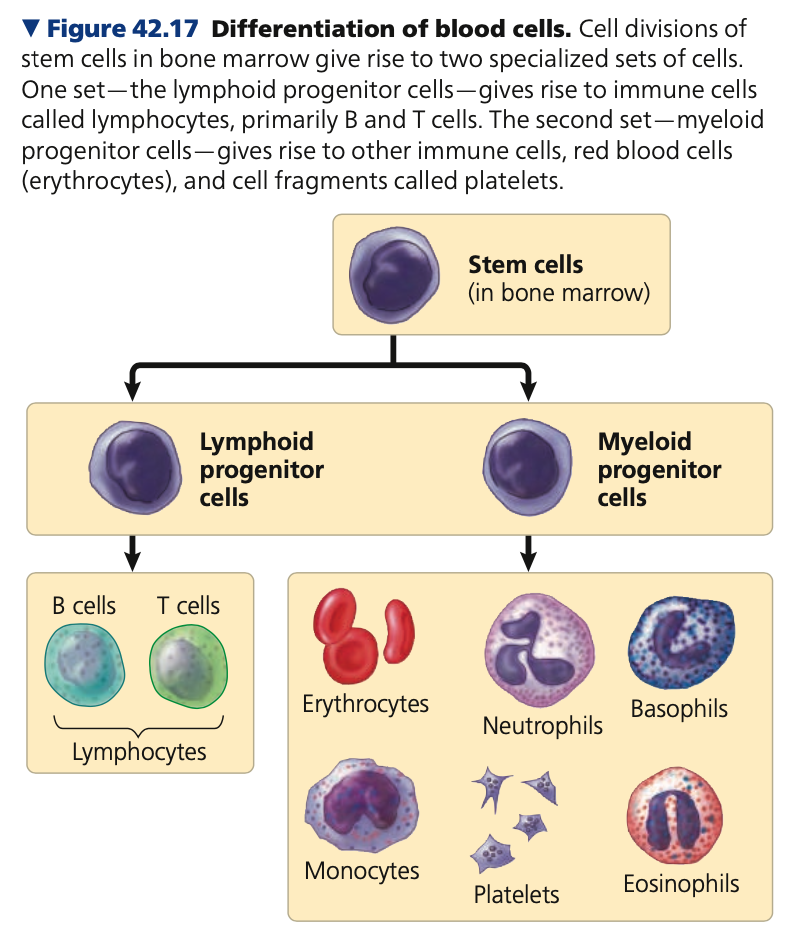 <p><strong>Stem cells</strong></p><ul><li><p>Cellular elements of blood wear out and are replaced constantly throughout a person’s life</p></li><li><p>Erythrocytes , leukocytes, and platelets all develop from a common source of stem cells</p><ul><li><p>In the red marrow of bones</p></li></ul></li><li><p>Hormone <strong>_______</strong> (EPO) stimulates erythrocyte production when oxygen delivery is low</p></li></ul>