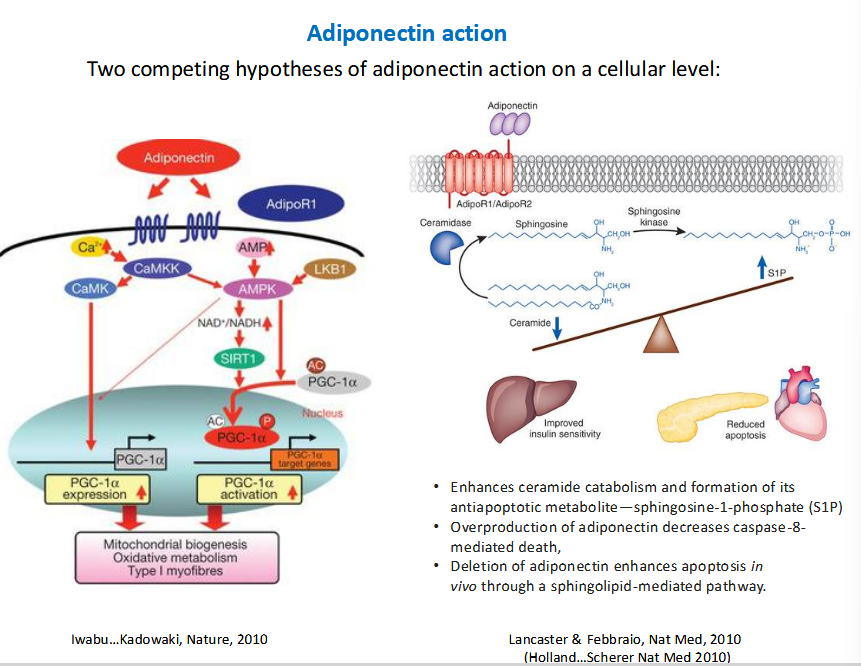 <p>Activated AMPK to activate PGC-1alpha </p>