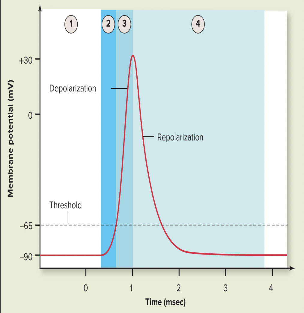 <p>Resting membrane potential of sarcolemma is</p>