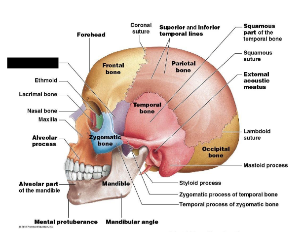 term image