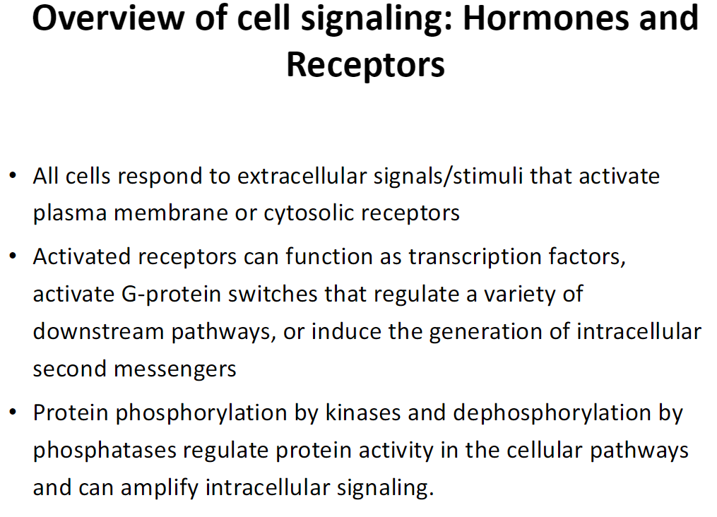 <p><strong>Signal Reception</strong><br> All cells respond to extracellular signals or stimuli<br> Signals activate <strong>plasma membrane receptors</strong> or <strong>cytosolic receptors</strong></p><p><strong>Receptor Function</strong><br> Activated receptors can:<br>  • Act as transcription factors → change gene expression<br>  • Activate G-protein switches → regulate multiple downstream pathways<br>  • Generate intracellular second messengers → amplify and transmit the signal</p><p><strong>Signal Regulation</strong><br> Protein activity is controlled by:<br>  • <strong>Phosphorylation</strong> by kinases<br>  • <strong>Dephosphorylation</strong> by phosphatases<br> These modifications regulate signaling pathways and can amplify intracellular signals</p>