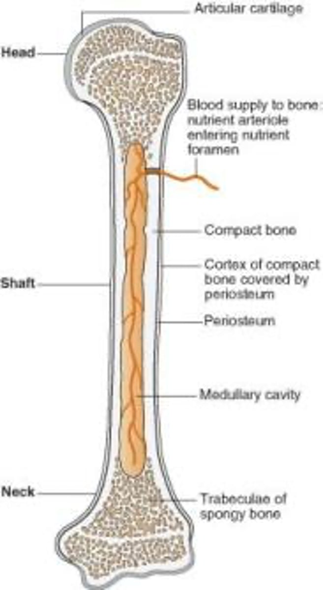 <p>Cancellous (Spongy) bone.</p>