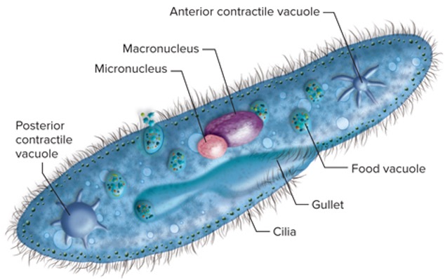 <p>This member of Chromalveolata has:</p><ul><li><p>Oral groove (gullet) or mouth</p></li><li><p>Nucleus (composed of Macronucleus and Micronucleus)</p></li><li><p>Contractile vacuoles </p></li><li><p>Cilia (is part of the Cilliate)</p></li></ul>