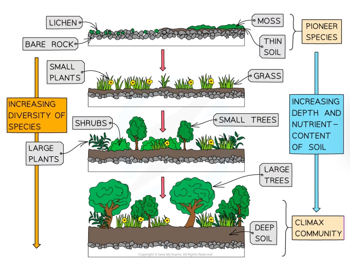 * The first species to colonise the new land, often mosses and lichens
* Pioneer species can germinate easily and withstand harsh conditions such as low nutrient and water availability 