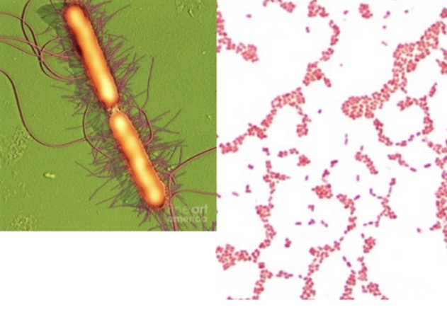 <p>Genus: Proteus</p>