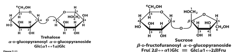 <ul><li><p>Two sugar molecules can be also joined via a <strong>glycosidic bond</strong> between <strong>two anomeric carbons</strong></p><ul><li><p>No free OH group on the anomeric carbon</p></li><li><p>There are no reducing ends, this is a nonreducing sugar</p></li><li><p>LIKE SUCROSE</p></li></ul></li></ul><p></p>