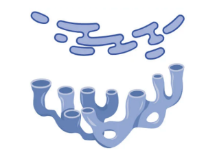 <p>membrane bound. packaging of lipids and other macromolecules for intra and inter-cellular transport</p>