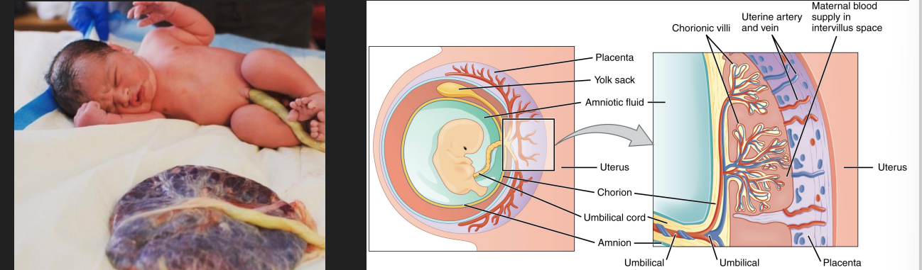 <p> Nutritive and waste-removal structure seen in placental mammals</p><p>  Allows for exchange between mother and baby bloodstreams by transport processes (e.g. diffusion and active transport) </p><p> Secretes estrogen and progesterone to support pregnancy and prepare mammary glands for lactation</p>