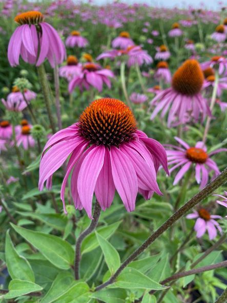 <p>A sturdy perennial with upright stems, purple-pink petals, and prominent orange cone-shaped centers.</p>
