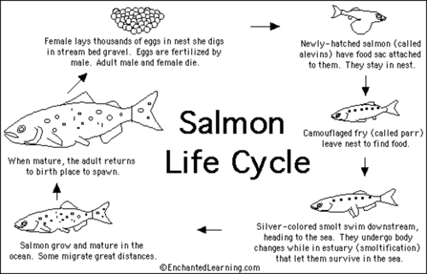 <p>A life cycle in which creatures are hatched in fresh water, migrate to salt water as adults, and then go back to fresh water in order to reproduce</p>
