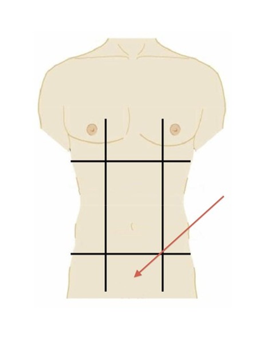 <p>lower middle region</p>