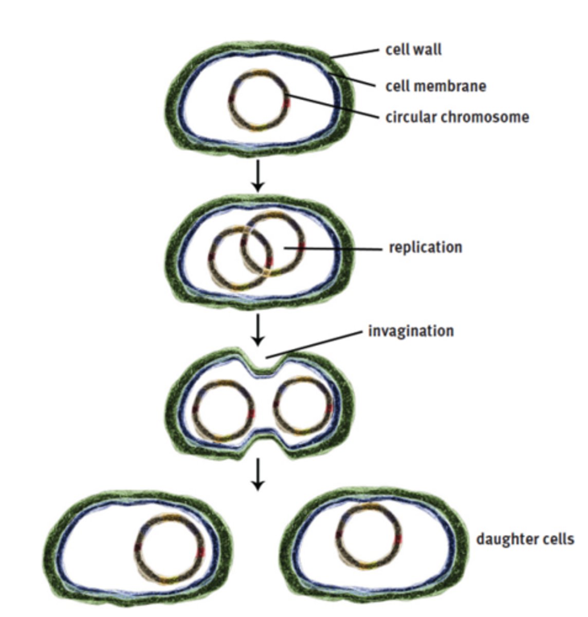 <p>1. a cell replicates its DNA</p><p>2. each set of DNA attaches to a point on the membrane</p><p>3. more membrane is created between the 2 points until split into 2 cells</p>
