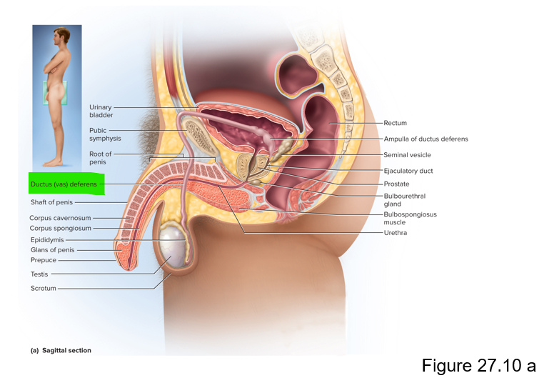 <p>Ductus (vas) deferens </p>