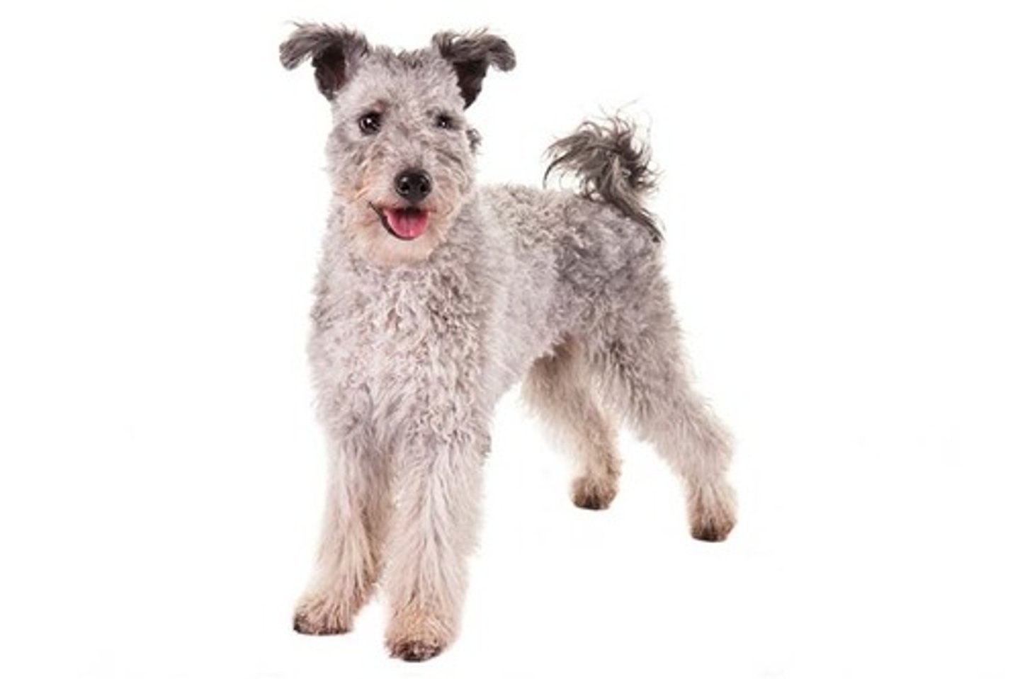 <p>Energetic, Lively, Ready to Work</p><p>AKC Breed Popularity: Ranks 162 of 194</p><p>Height: 16-18.5 inches (male), 15-17.5 inches (female)</p><p>Weight: 27-29 pounds (male), 22-24 pounds (female)</p><p>Life Expectancy: 12-13 years</p><p>Group: Herding Group</p>