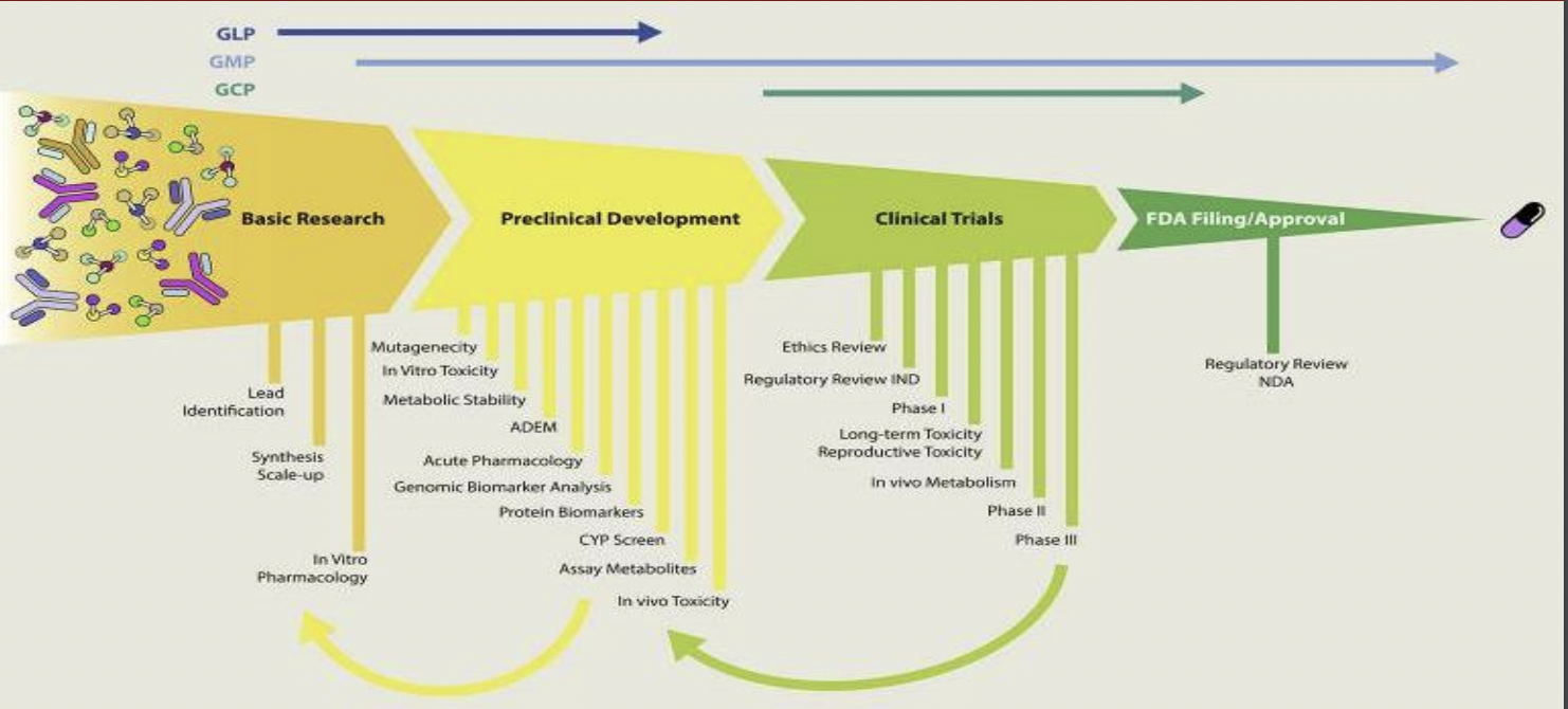 <p>Basic research, preclinical development, clinical trials, FDA filling/ approval</p>