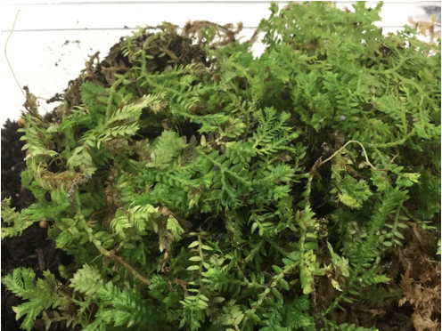 <p>Selaginella </p>