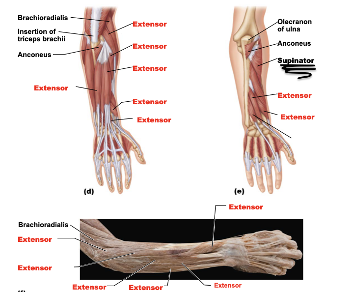 <p>supinator</p>