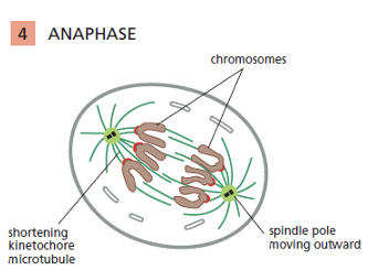 <ol><li><p>Sister chromatids separate</p></li><li><p>Pulled towards spindle poles</p></li></ol><p></p>