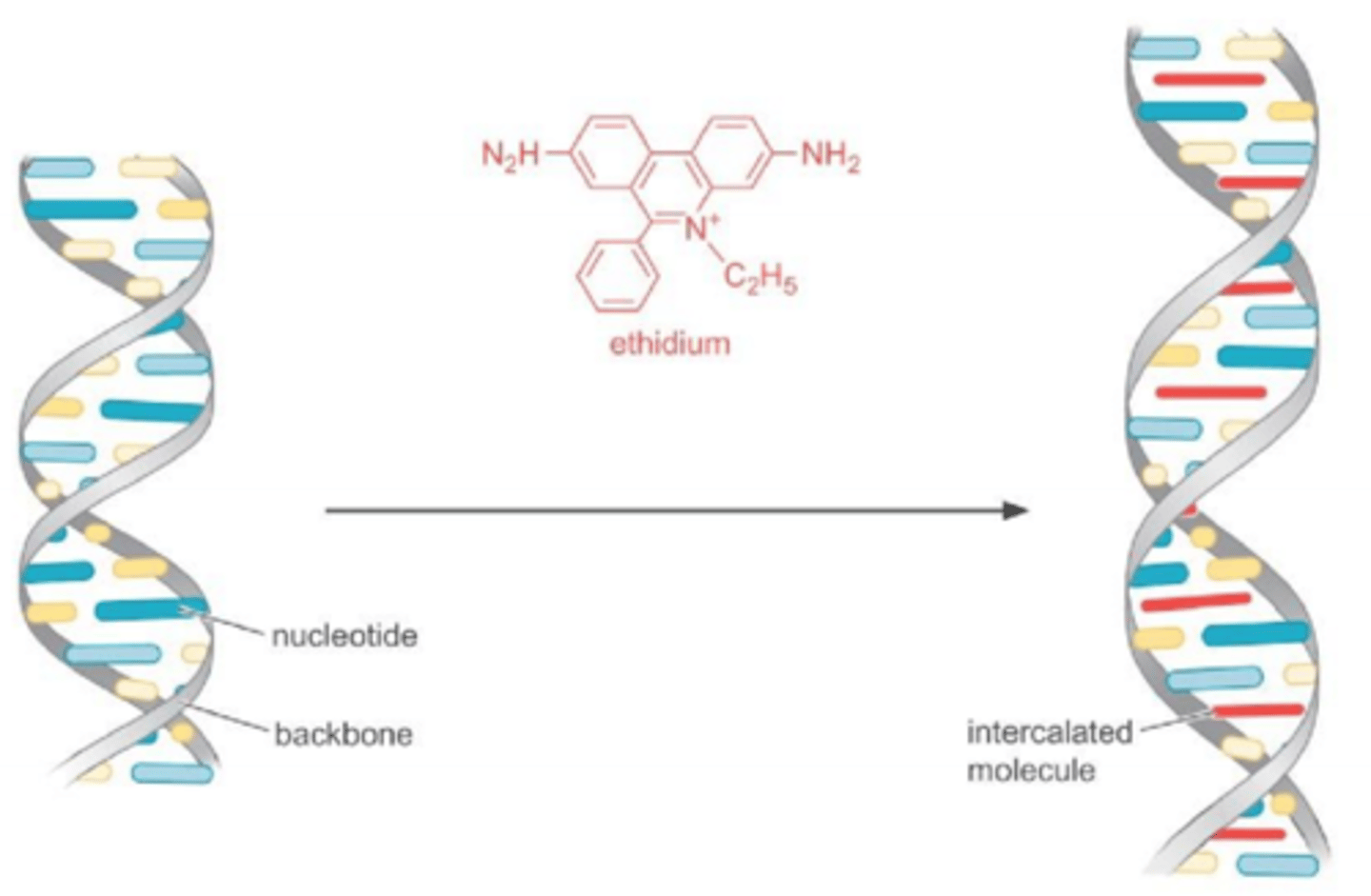 <p>1) Øger basepar afstand</p><p>2) Introducerer positive supercoils</p><p>3) Forstyrrer sugar-phosphate backbone</p><p>En DNA supercoil er en slags tredimensionel struktur som dannes automatisk når en DNA-streng bliver snoet.</p>