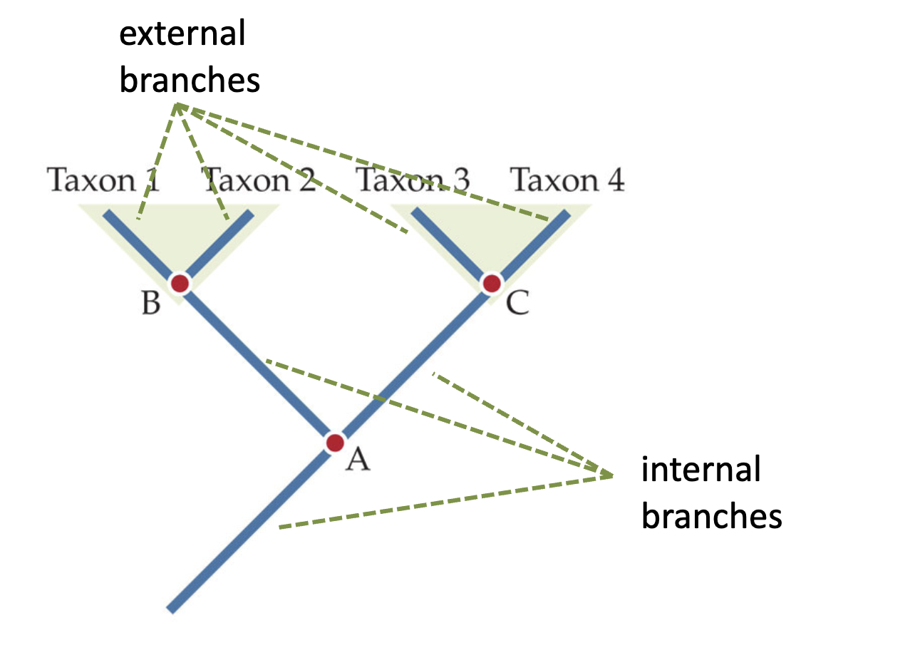 <p>External branches, or terminal branches, connect the tip to the node. </p>