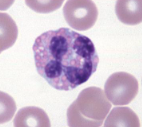 <p>eosinophil</p>