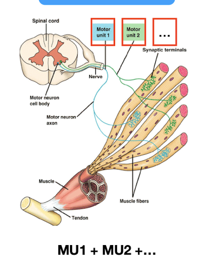 <p>made up of multiple motor units, innervated by nerve fibers</p>