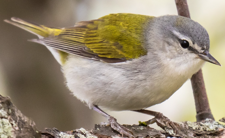 <p>What bird is this? </p>