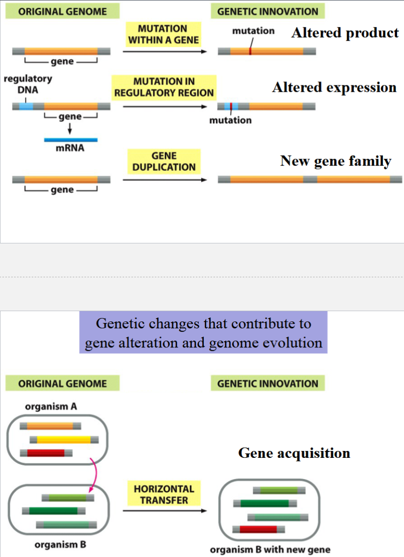 <p>mutation within a gene</p><p>mutation in a regulatory region</p><p>gene duplication</p><p>horizontal transfer</p>
