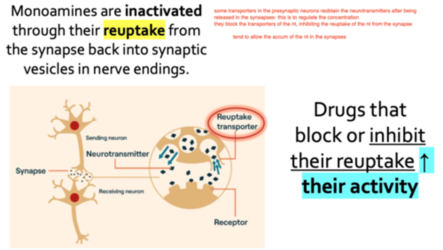 <p>they block their reuptake, allowing their accumulation in the synapses</p>