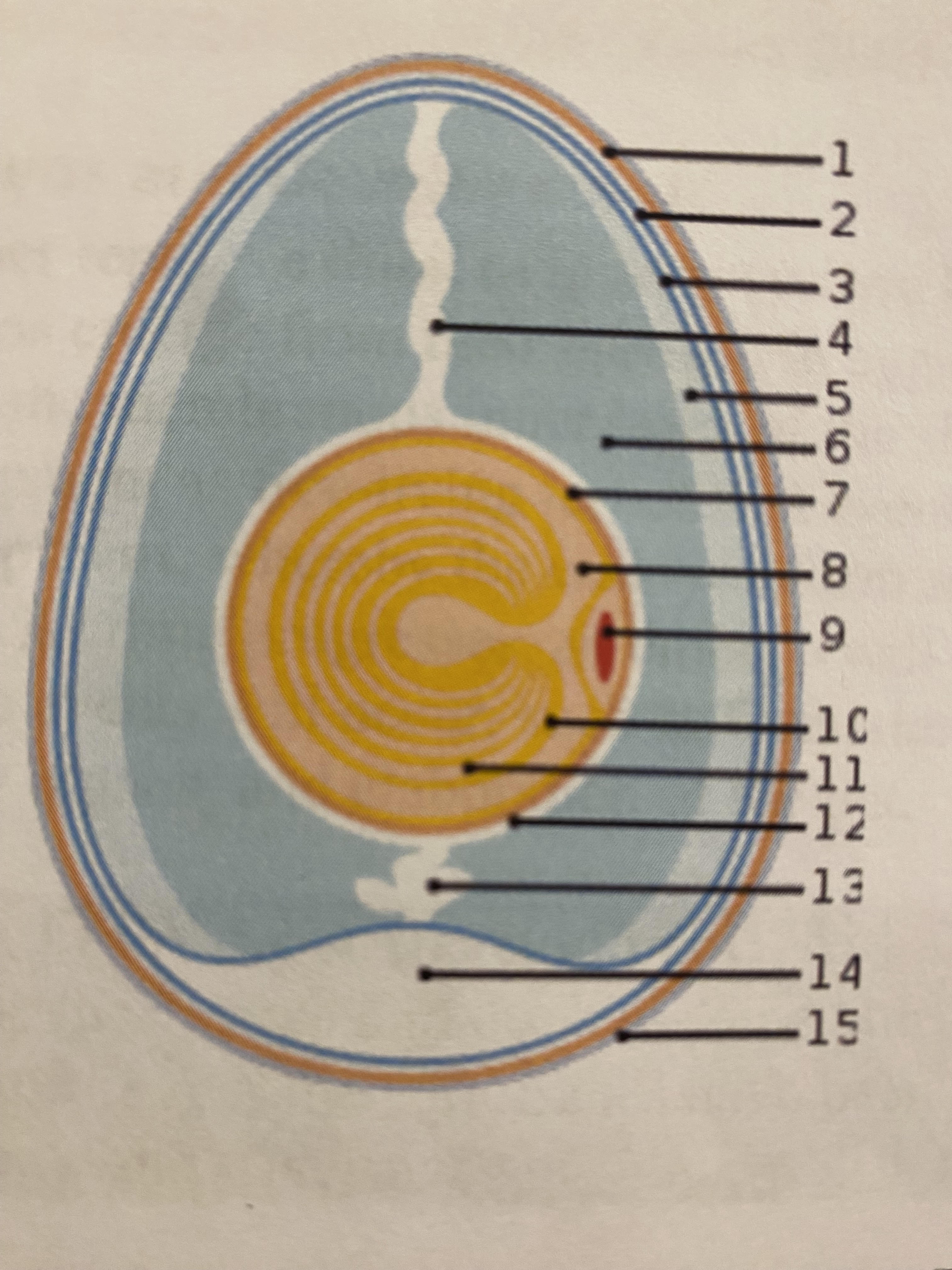 <p>#10 and 11</p>