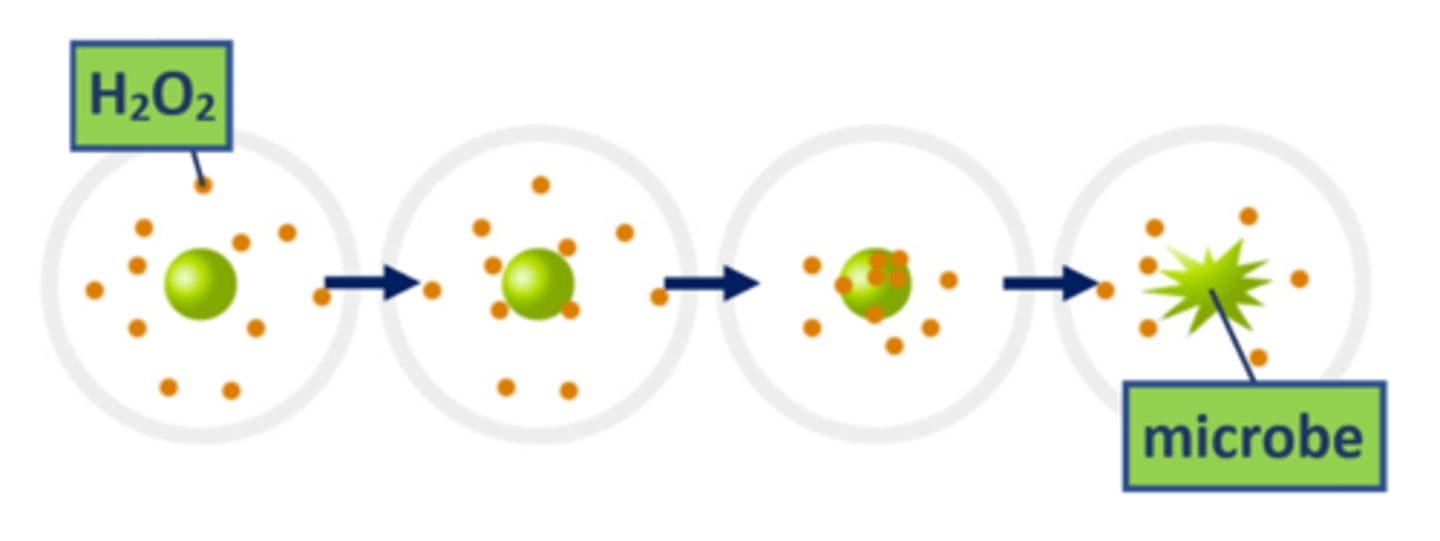 <p>the chemical reaction that kills microbes during hydrogen peroxide sterilization (destroying them through the addition of oxygen &amp; a loss of electrons)</p>
