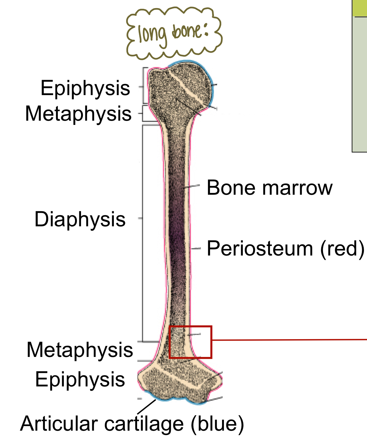 <ul><li><p>Bone tissue, hemopoietic tissue, fat tissue, blood vessels, nerves</p></li><li><p>ECM made of:</p><ul><li><p>organic:</p><ul><li><p>collagen fibers, ground substance, proteoglycan</p></li></ul></li><li><p>inorganic:</p><ul><li><p>hydroxyapatite Ca10(PO4)6(OH)2</p></li></ul></li></ul></li></ul><p>*need calcium for muscle from workout. get Ca from bone. used too much? not enough Ca for bone remodeling. osteopenia: bone mineral density is lower than normal but not low enough to be classified as osteoporosis</p>