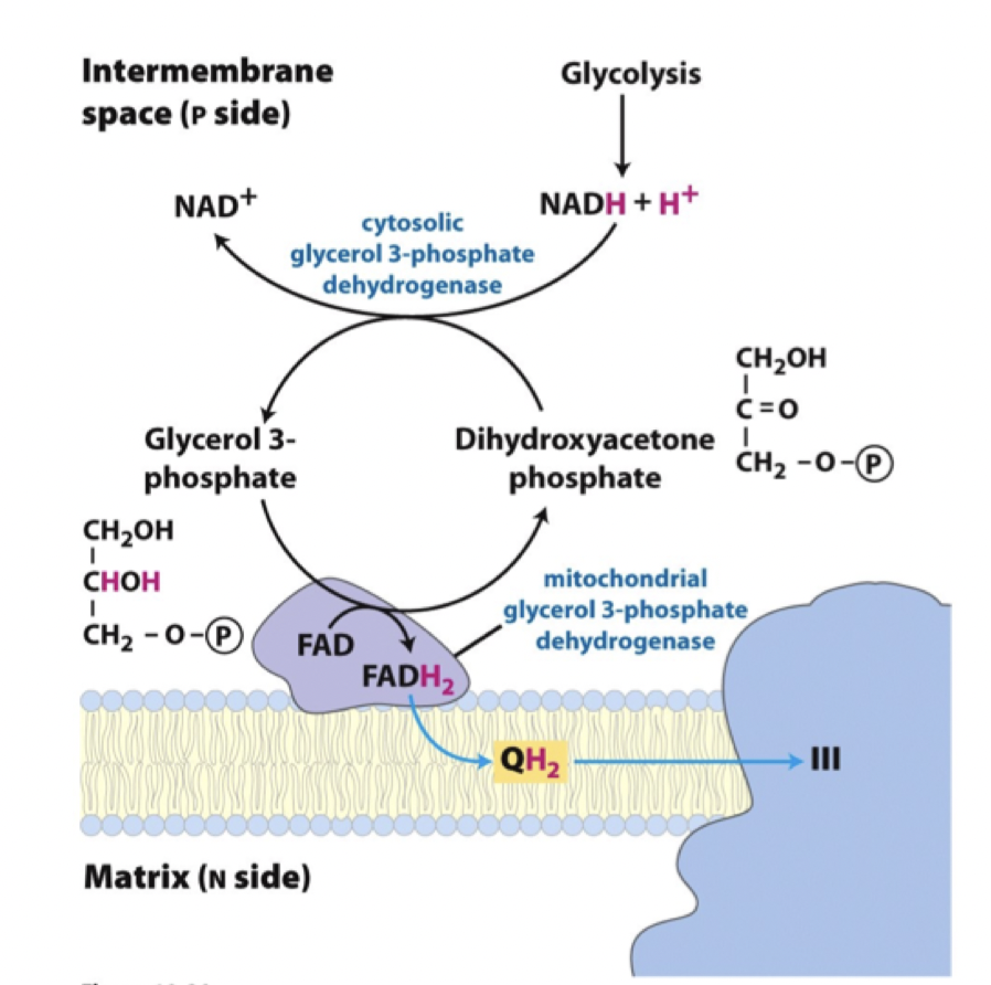 <p>Mitokondriens membran i hjärna och muskler kan oxidera<strong> glycerol-3-fosfat</strong> till <strong>dihydroxyaceton</strong> för att reducera FAD till FADH<sub>2</sub>. Det donerar till QH<sub>2</sub> och sedan till komplex III. Glykolysens NADH kommer vara den första bäraren.</p><p>Reaktionen katalyseras av <strong>mitokondriellt glycerol-3-fosfat-dehydrogenas. </strong>Här kommer DHAF att reducerads till glycerol-3-fosfat för att regenerera NAD+ till glykolys. </p>