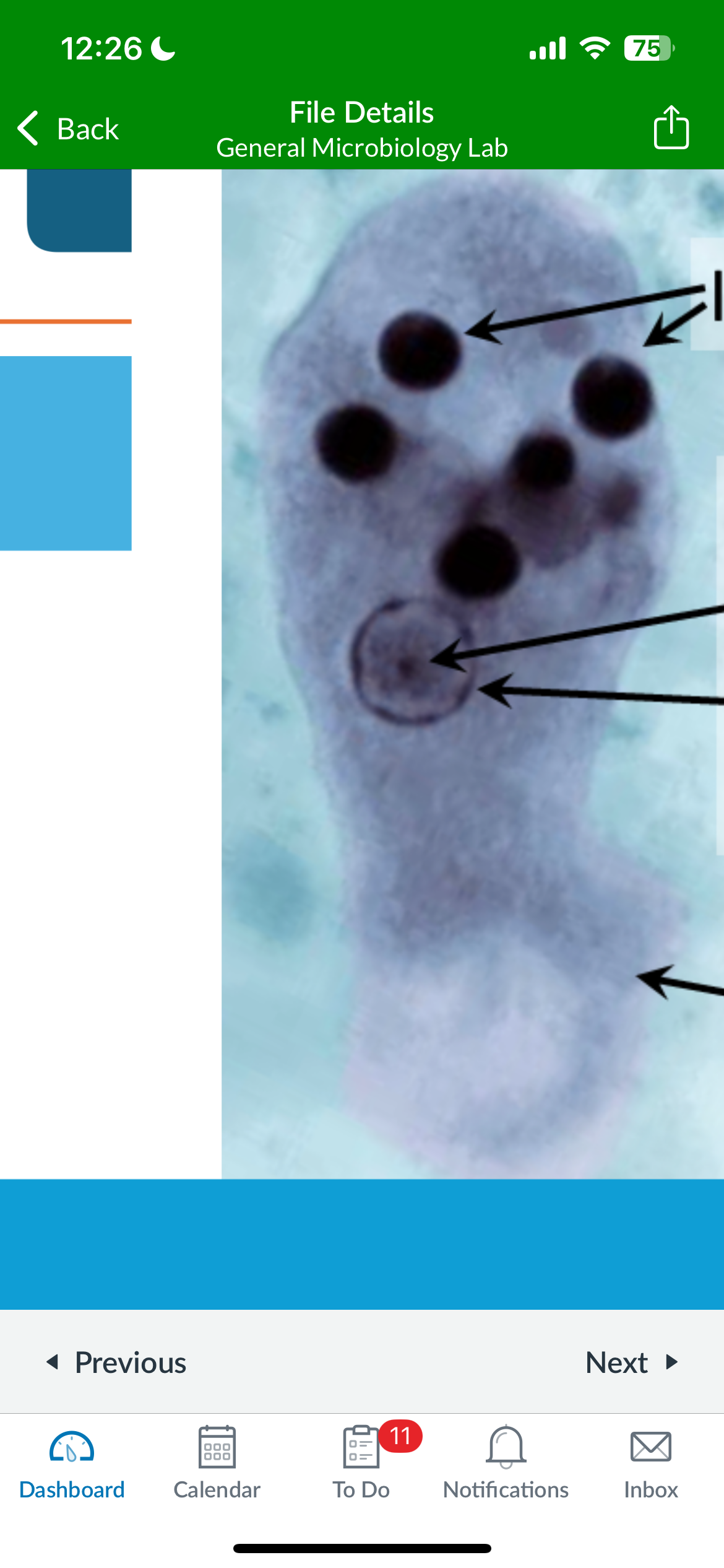 term image
