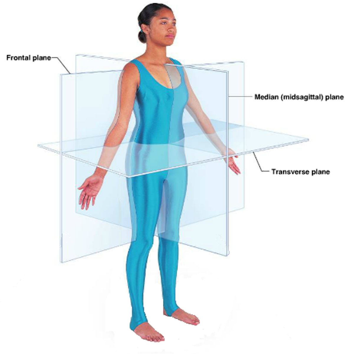 <p>Sagittal plane</p><p>Frontal (coronal) plane</p><p>Transverse plane</p>
