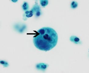 <p>Professor: Dr. Glena Fe A. Yapchulay-Alcabasa</p>