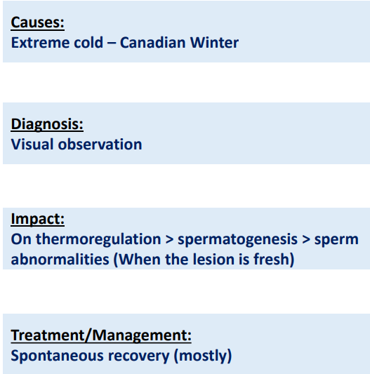 <p>Scrotal Frostbite</p>