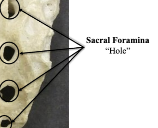 <p>Sacral Foramina </p>