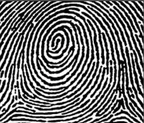 <p>the following fingerprint is</p>