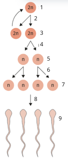 <p>Benoem het aangeduide deel: 3</p>