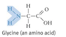 <ul><li><p>Acts as a base</p></li><li><p>Tends to attract a proton to form:  -RNH3+ complex</p></li></ul>