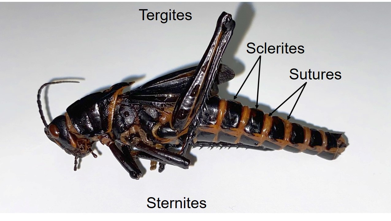 <p>a component section of an exoskeleton</p>