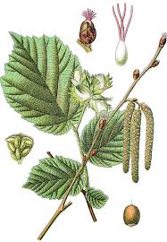 <p><span style="font-family: Calibri, sans-serif">. Common Hazel (Corylus avellana)</span></p>